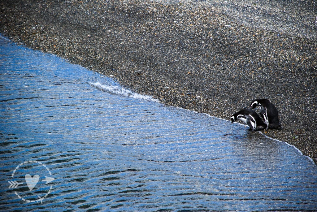 pinguinera Isla Martillo, Ushuaia