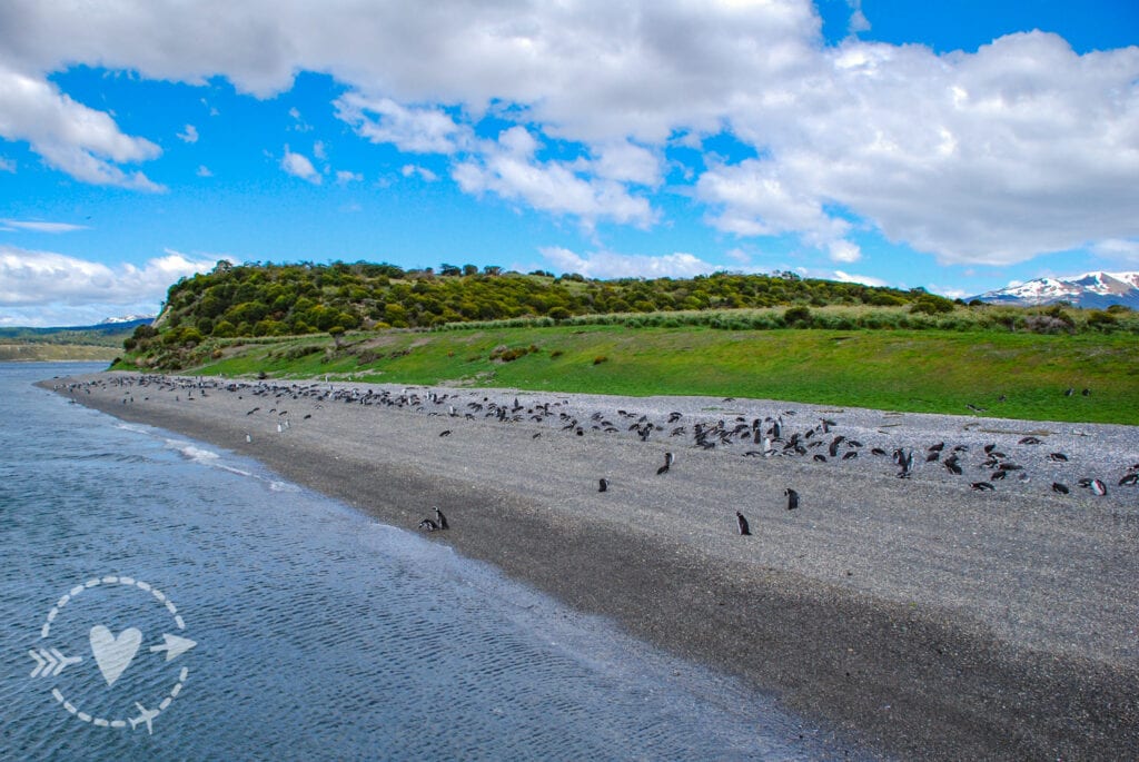 pinguinera Isla Martillo, Ushuaia